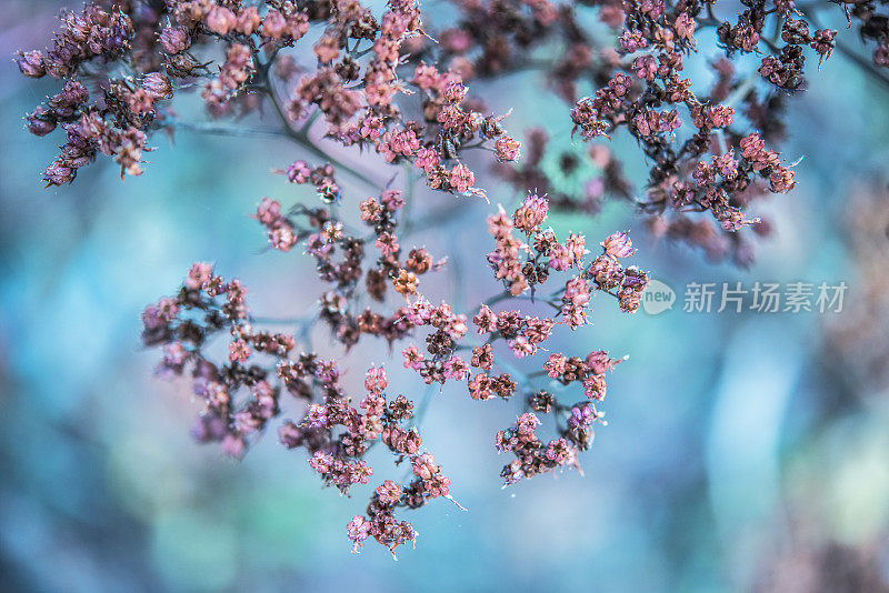 景天花在秋天-柔和的自然背景