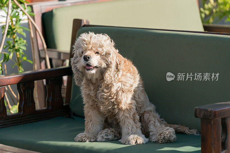 椅子上可爱的美国可卡犬