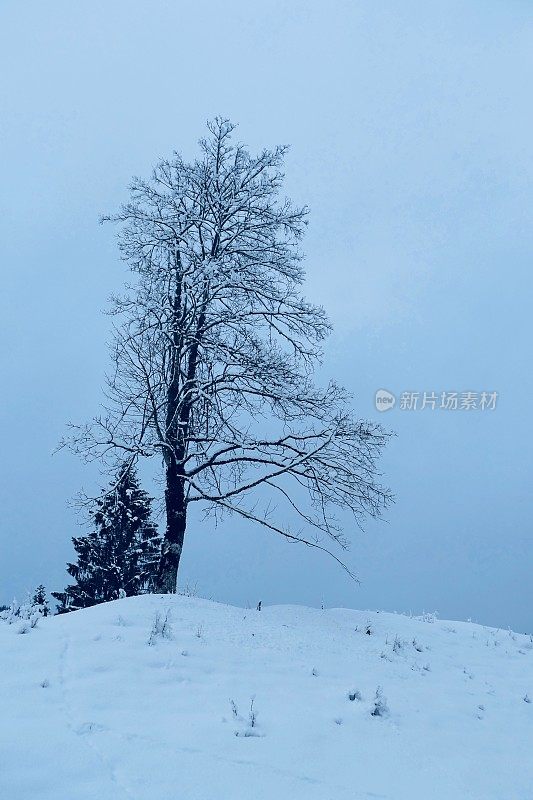 在欧洲阿尔卑斯山脉，冰雪覆盖的冬季景观和森林