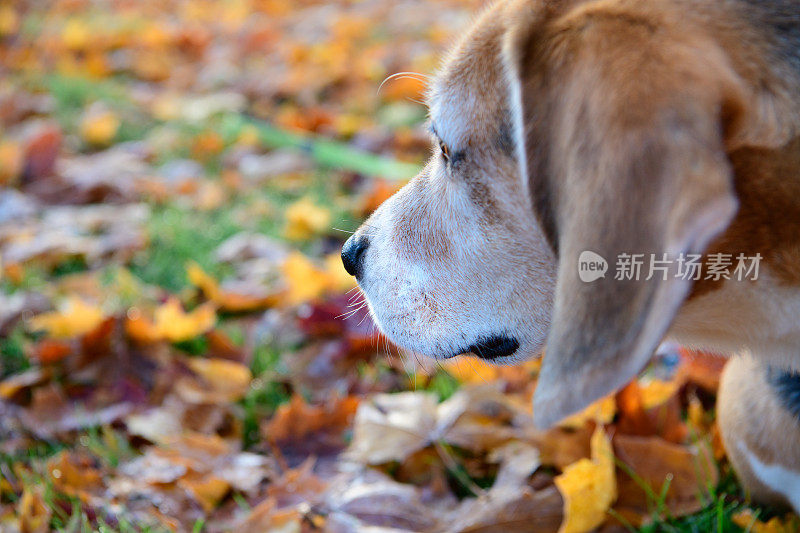 小猎犬狗嗅探