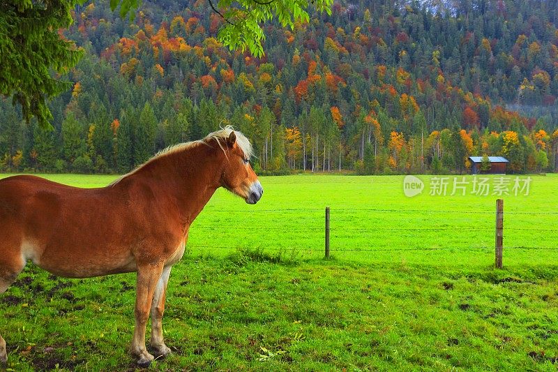 哈夫林格马-种马在高山景观附近的卡文德尔山脉和巴伐利亚阿尔卑斯山在德国-雄伟的高山景观在金色的秋天，戏剧性的蒂罗尔山全景和田园诗式的蒂罗尔草地，Áustria