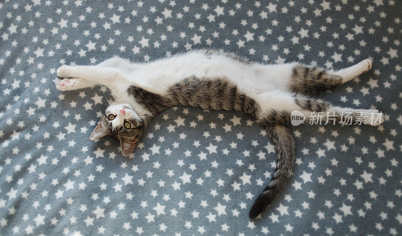 可爱的条纹小猫睡在灰色的毛皮毯子上