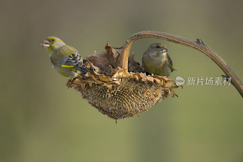 向日葵上的绿雀