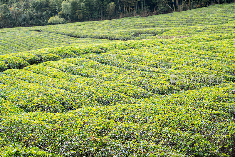 茶的农场