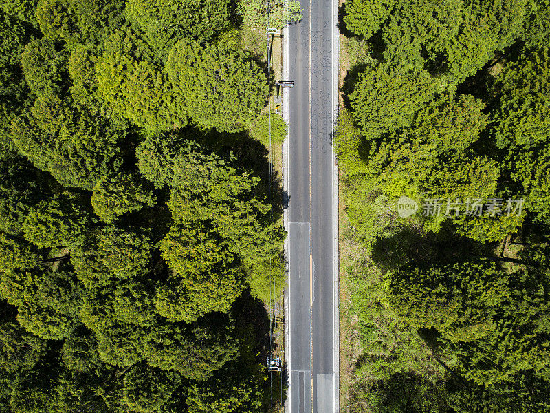 森林中笔直的道路鸟瞰图