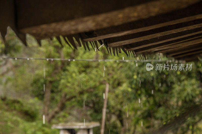 雨落在破旧的锡屋顶上，在一场暴风雨中，有绿色的树叶