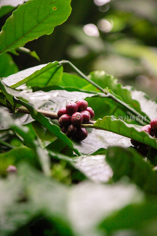 树上生长的咖啡豆