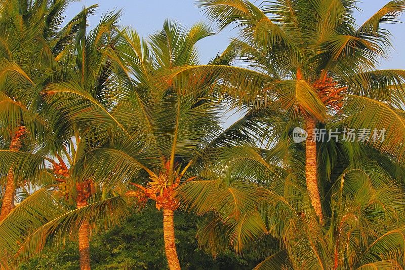 波利尼西亚热带天堂放松，椰树树荫下的叶子-夏威夷群岛，美国