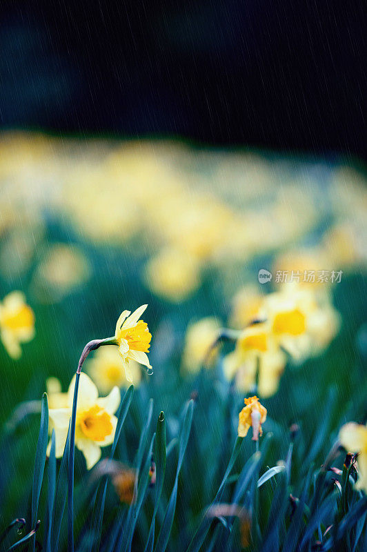 雨中的水仙花