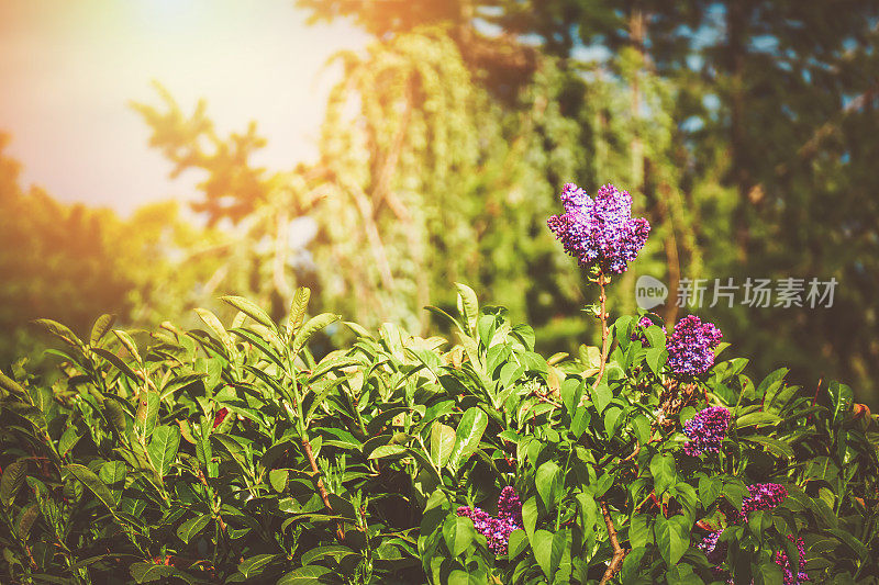 紫丁香花和阳光后面