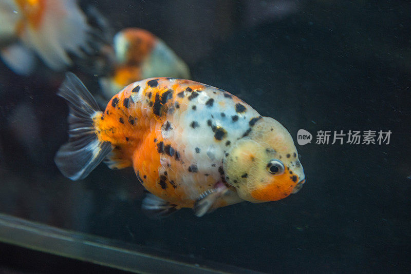 可爱的日本兰初金鱼
