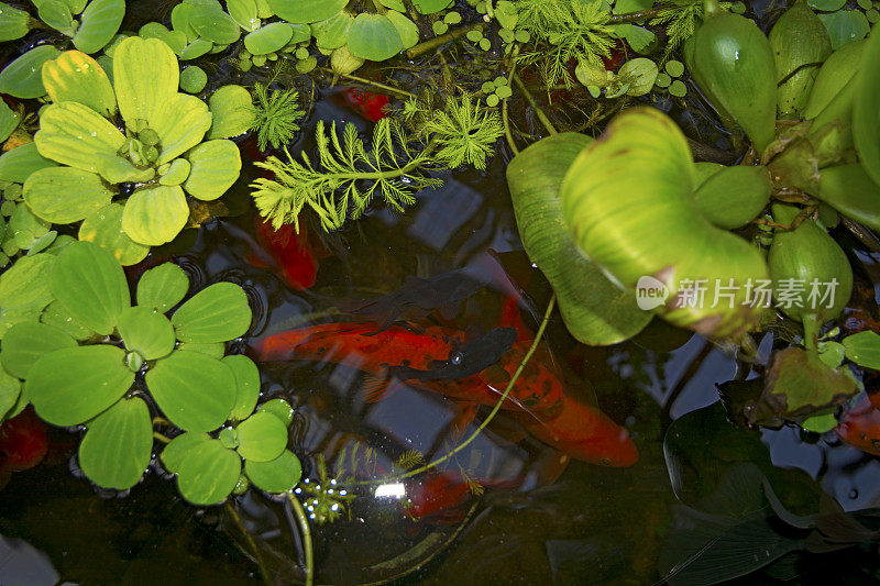 在水库里漂浮着红红的鱼儿，望过睡莲