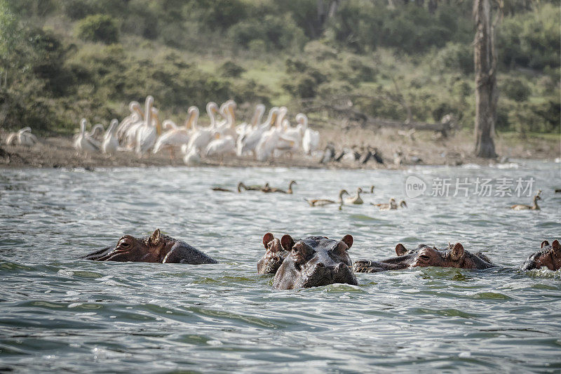 肯尼亚奈瓦沙湖的河马