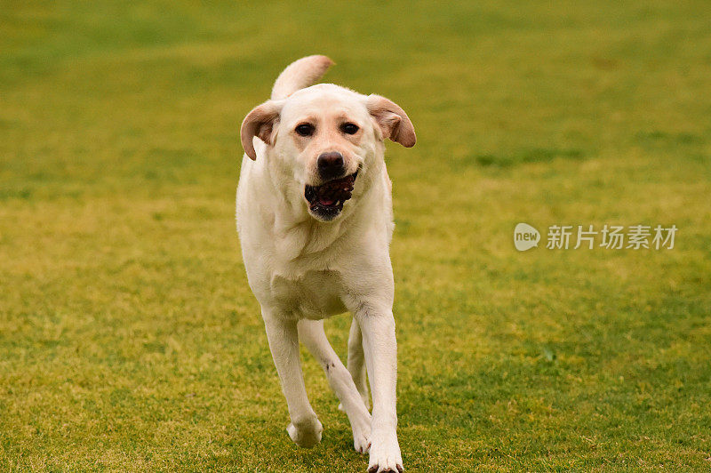 一只在玩松果的拉布拉多猎犬