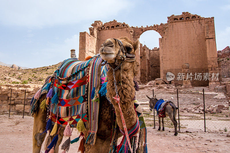 佩特拉古城的阿拉伯骆驼