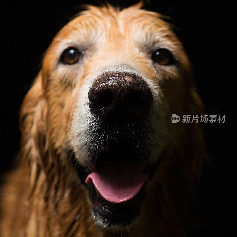 沐浴犬金毛寻回犬