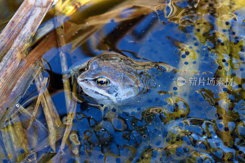 雄性沼泽蛙产卵的蓝色游泳保护他的鱼子酱在水下交换