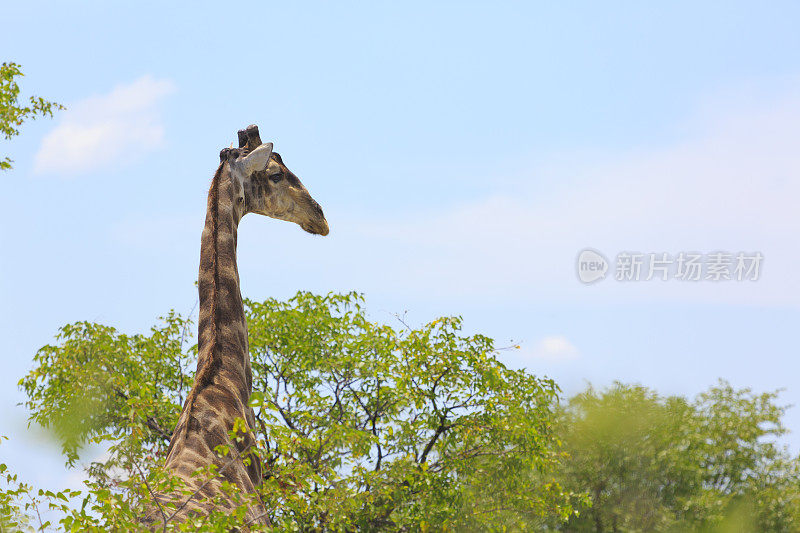 长颈鹿Safari非洲