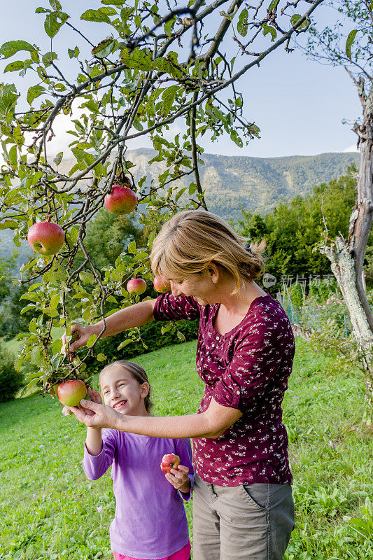 母亲和女儿喜欢在山上的交响乐团捡苹果
