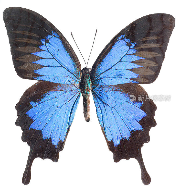 蓝山燕尾蝶