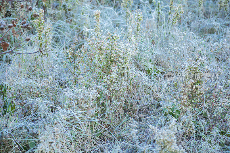 四季:草被霜和花覆盖