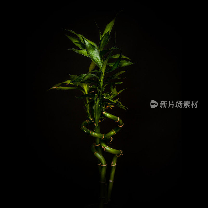 竹子孤立在黑色背景上