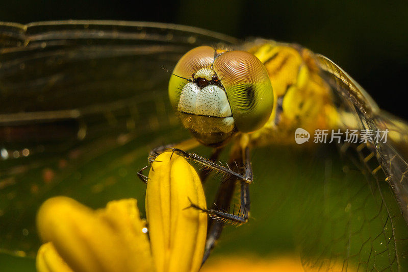 黄色蜻蜓在花上的特写