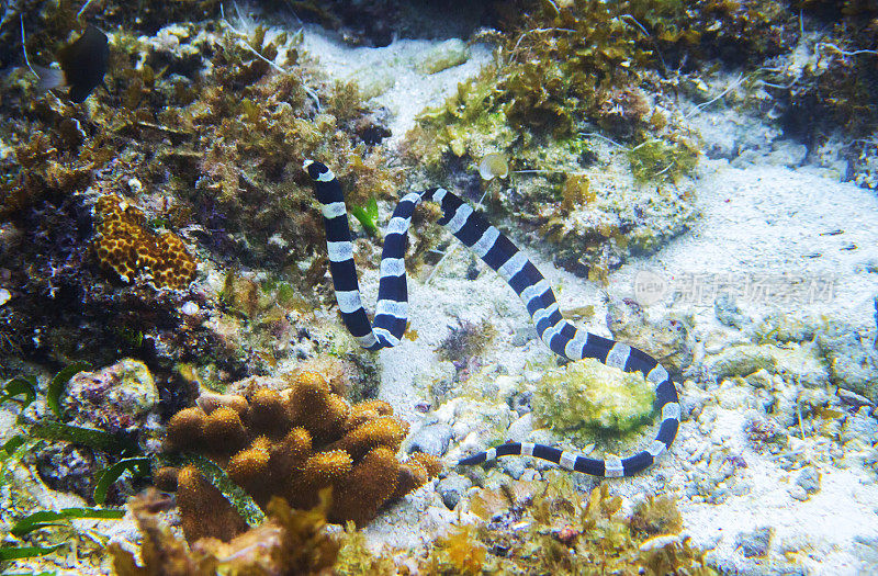 条纹海蛇水下照片。危险的海洋动物。