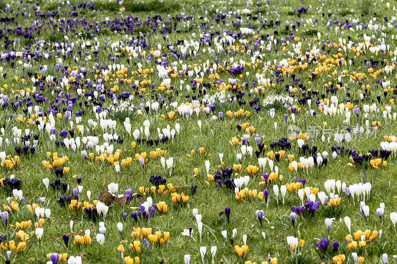 春草地里的雪花，又白又黄，又紫色