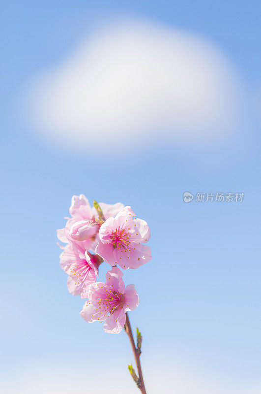 粉红色桃树花