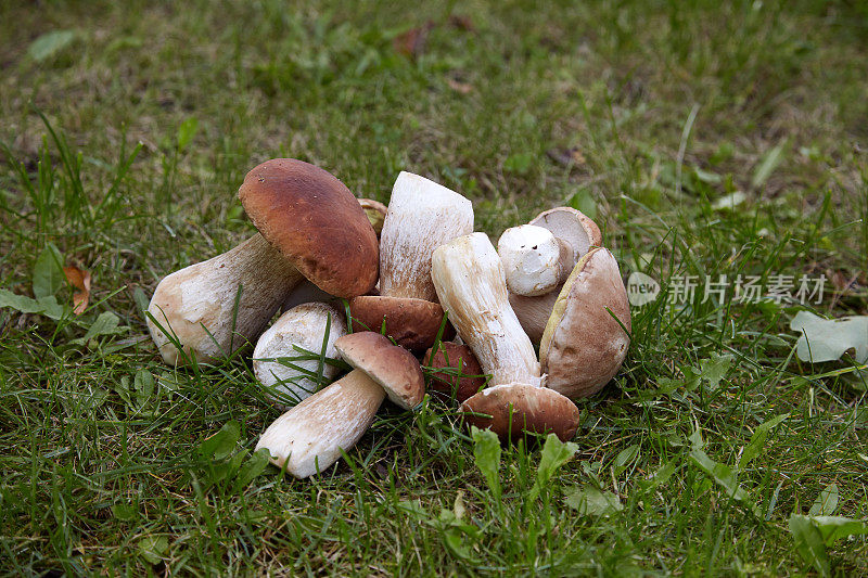 一堆刚摘的可食用蘑菇躺在草地上
