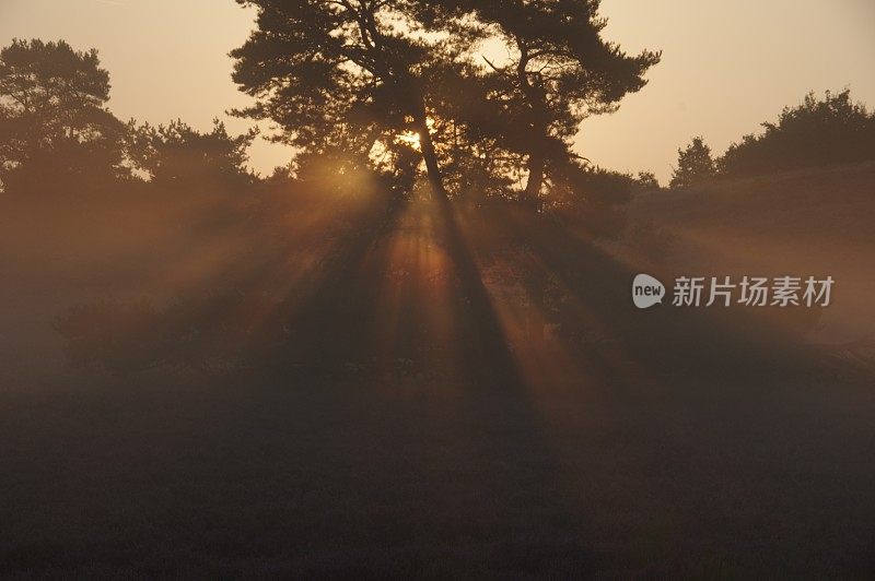 沼泽的日出