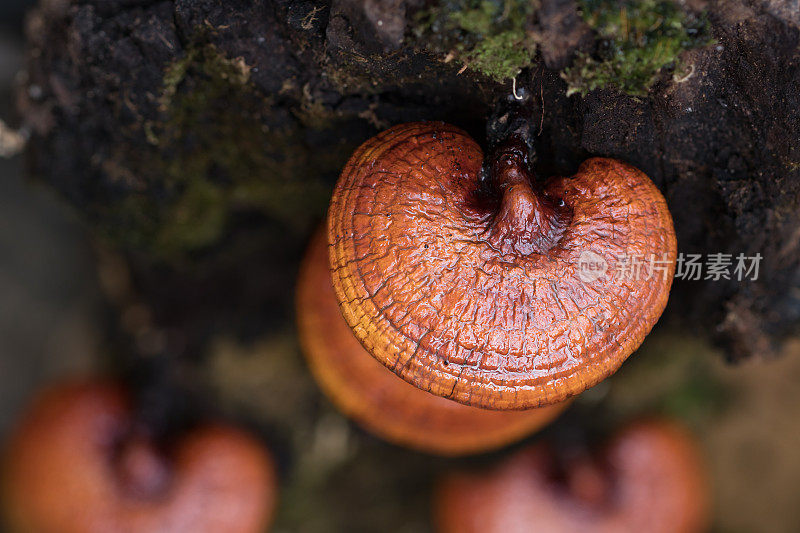 灵芝蘑菇生长在树上，药草替代药物