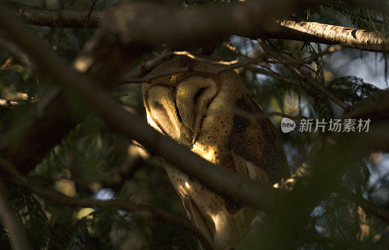 树上的谷仓猫头鹰