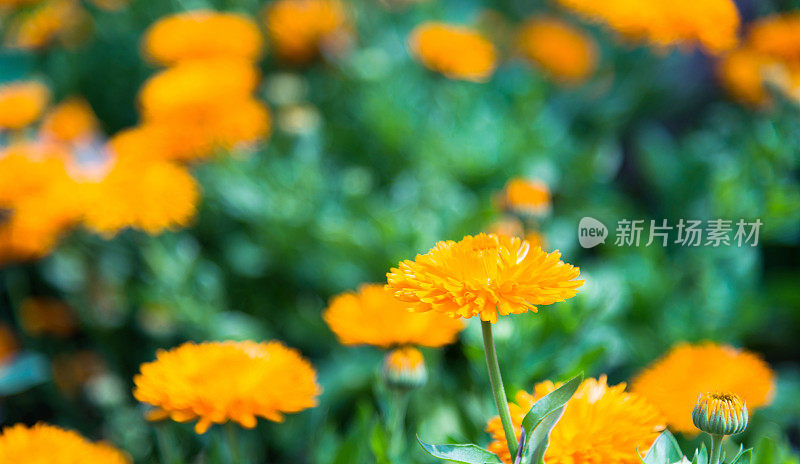 橙色菊花盛开在花园里