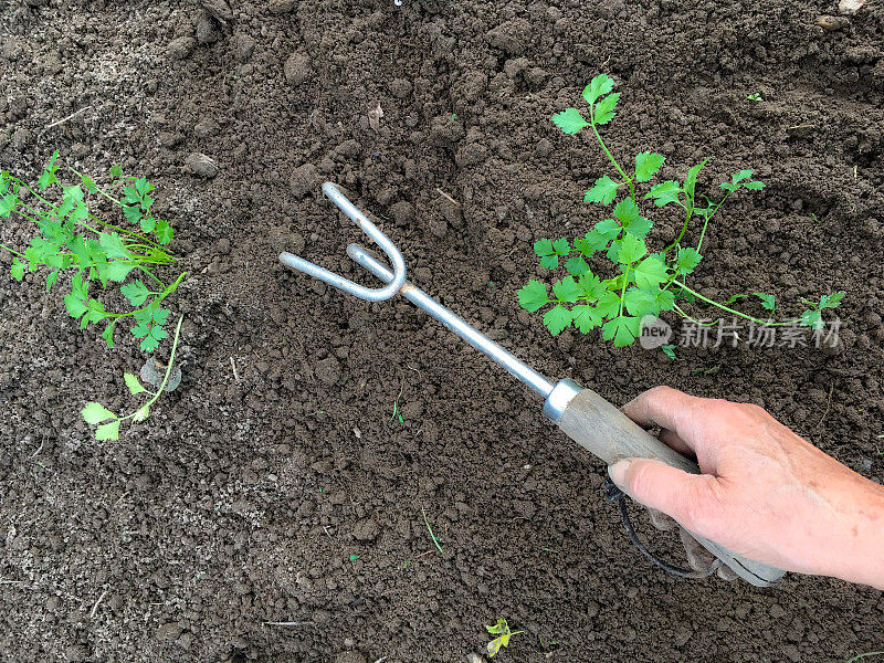 在菜园里种芹菜