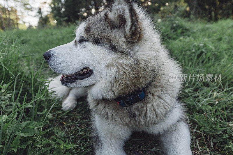 美丽的雪橇犬躺在草地上，戴着gps项圈