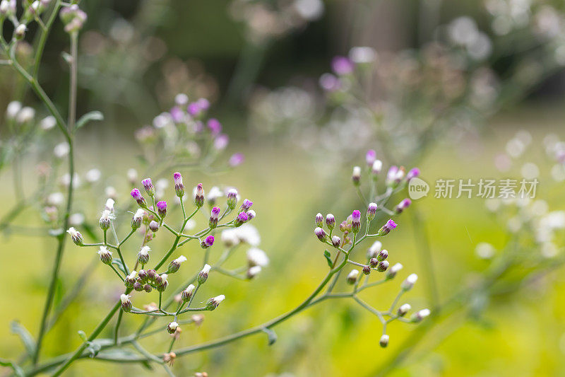 小铁草，灰白色的蓬属或紫色的蓬属。学名是灰兰藻