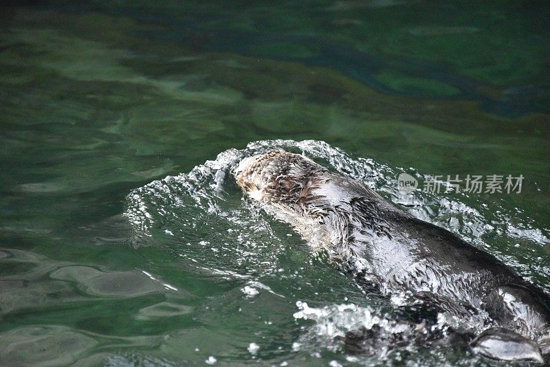 太平洋海獭