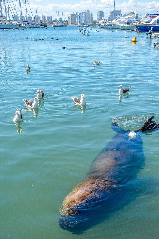 海狮的特写镜头，他的头浮出水面耐心地等待游客扔给他一条鱼。