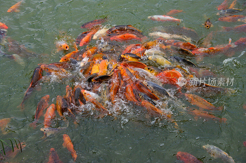 喂食锦鲤鲤鱼