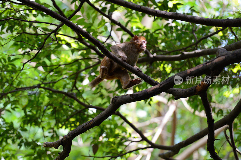 在树林里玩小猴子