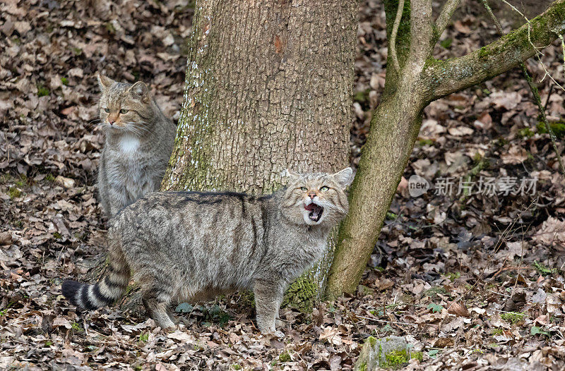 两只欧洲野猫站在树下