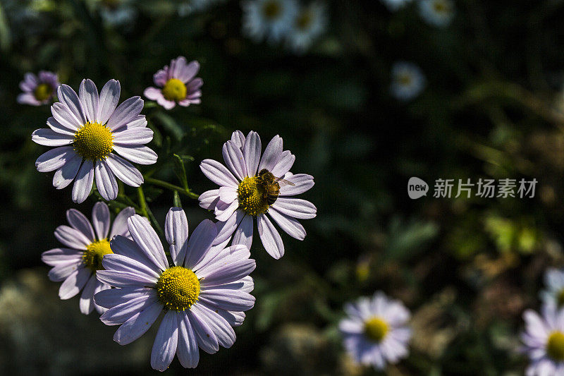 韩国世宗永平寺的秋景