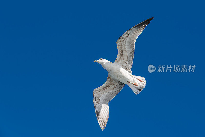 海鸥-海鸟