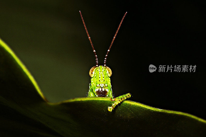 蚱蜢玩捉迷藏。