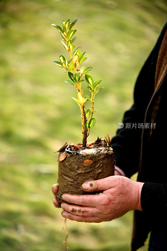 近距离的成年男子手里拿着一棵树苗