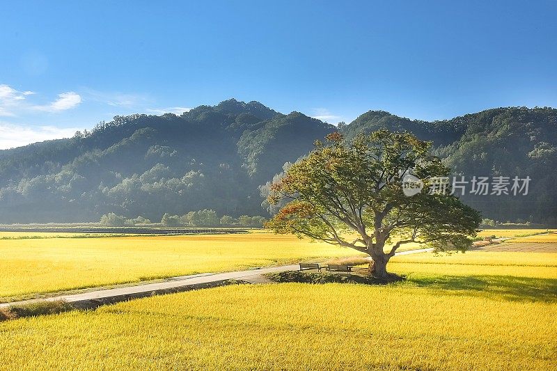 韩国农业区的秋景vh532