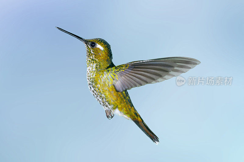 厄瓜多尔的蜂鸟-雌绿冠亮翅