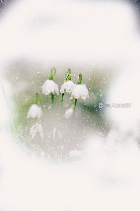 春天的雪花框架